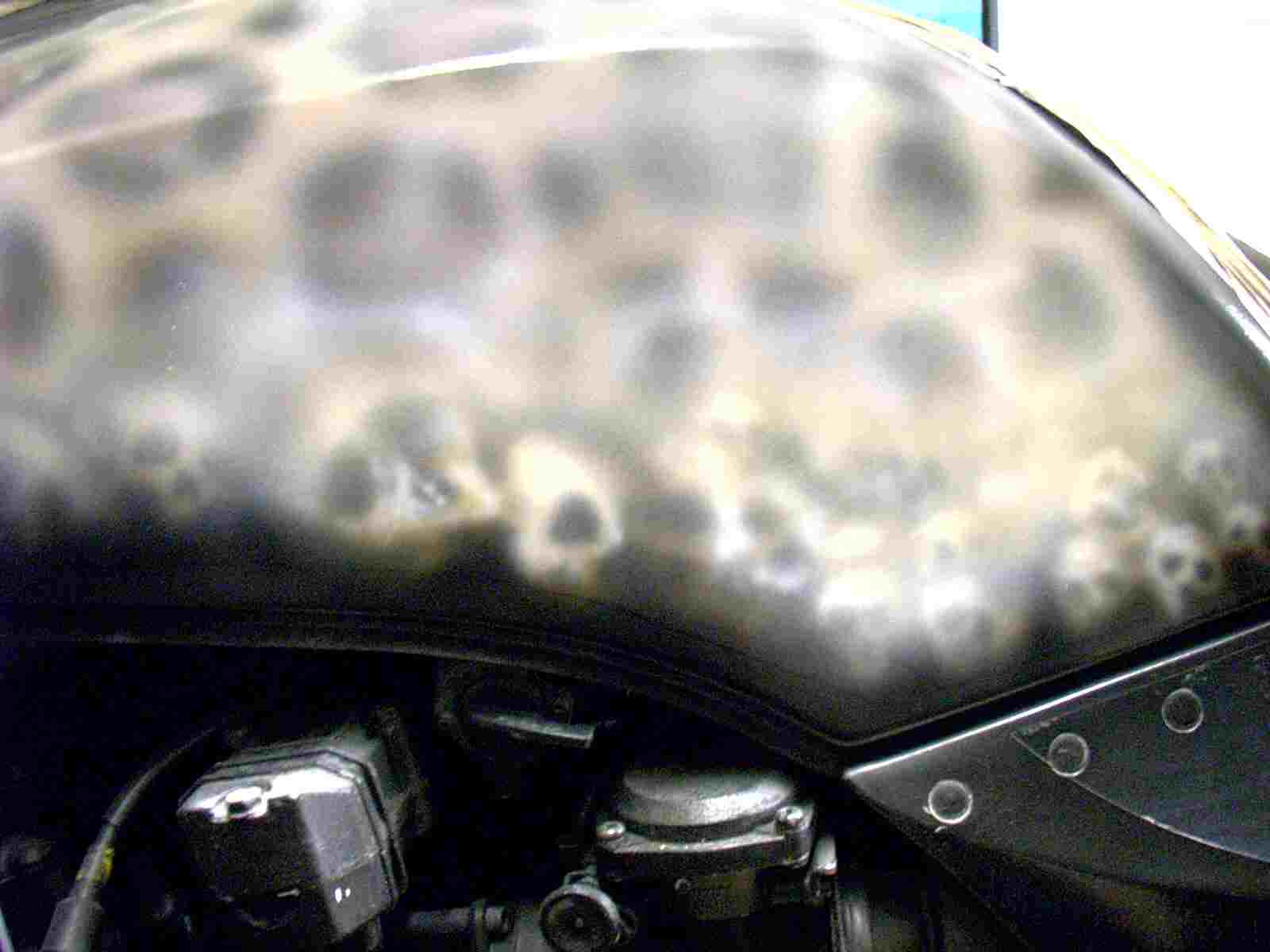 Leopardenmuster
